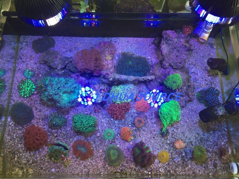 Full specturm LED Aquarium Ree - Aquarium Plant Diseases recensie en prijs