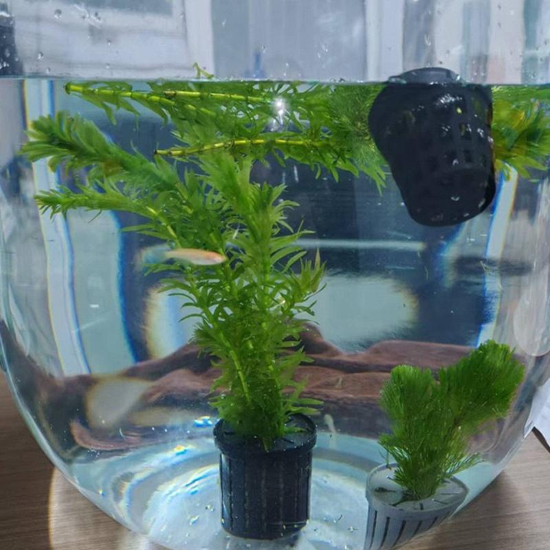 4Pcs Pet Fish Tank Landscaping - Aquarium Plant Original recensie en prijs