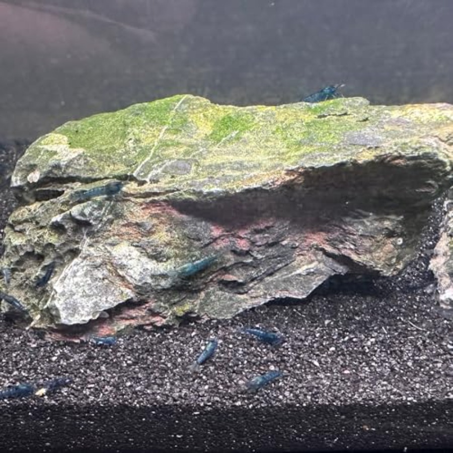 Aquarium Sand, 0 Fish Tank San - Planted Aquarium With Sand recensie en prijs