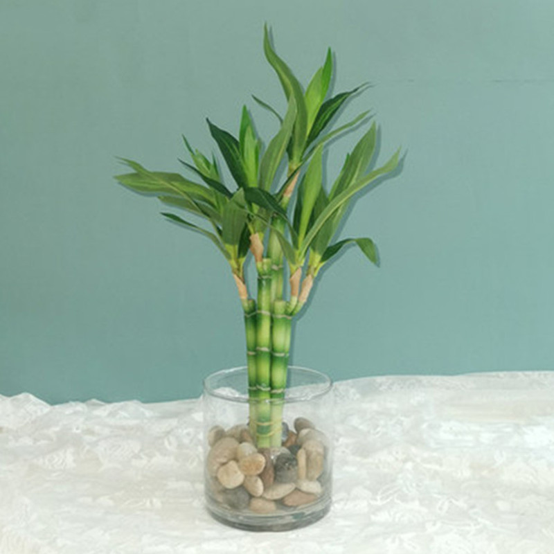 New 40cm rFtificial Lucky Bamb - Aquarium Planted Tank recensie en prijs