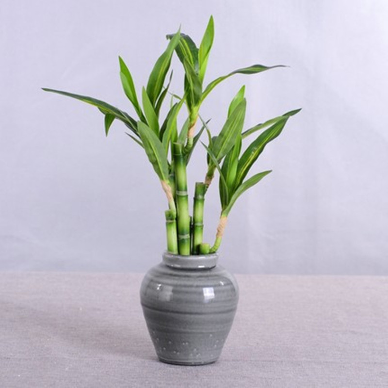 New 40cm rFtificial Lucky Bamb - Aquarium Planted Tank recensie en prijs