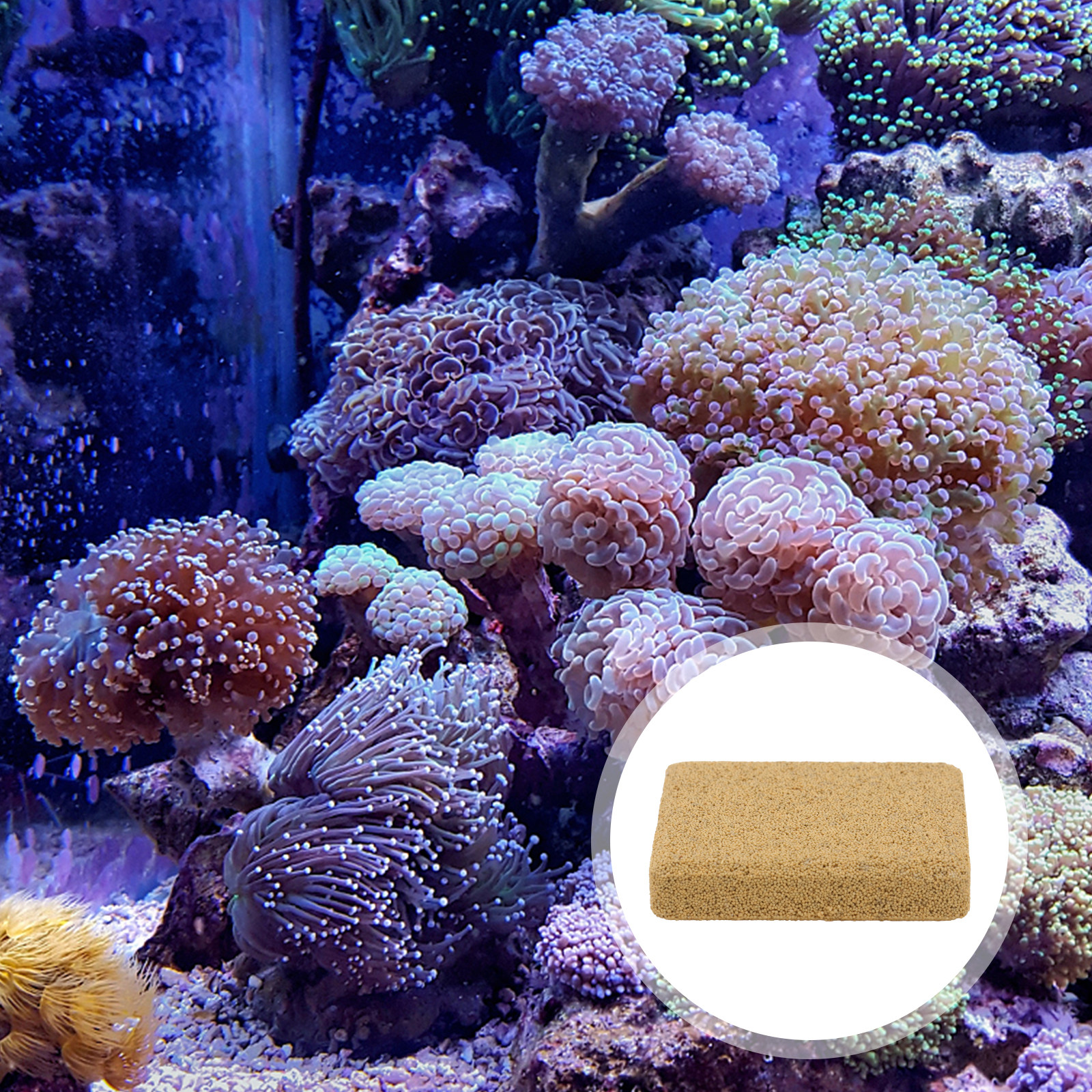 10Pcs Coral Breeding Base Dura - Planted Aquarium Cleaning recensie en prijs