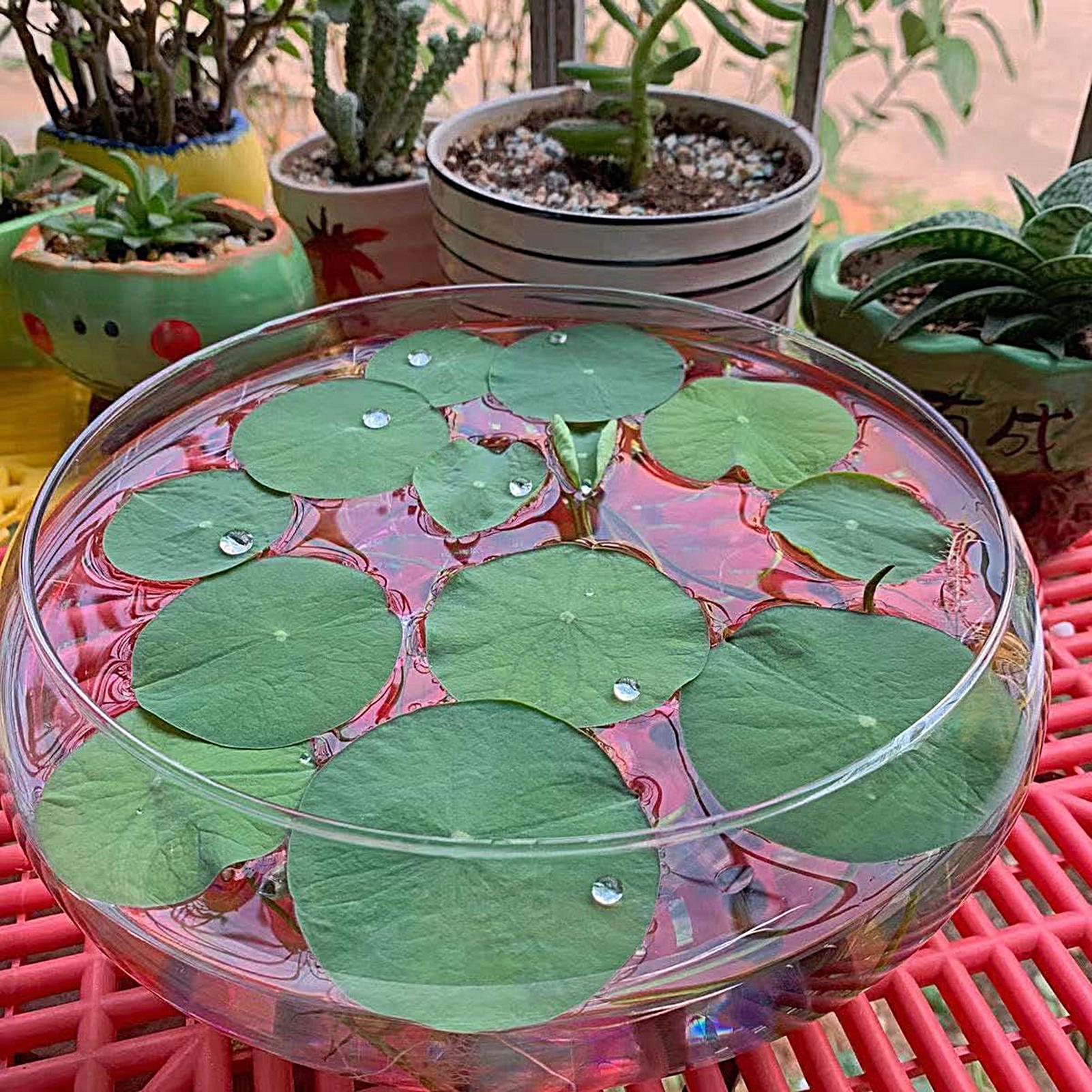 Fish Glass Bowl Glass Large Hy - Aquarium Plant Original recensie en prijs