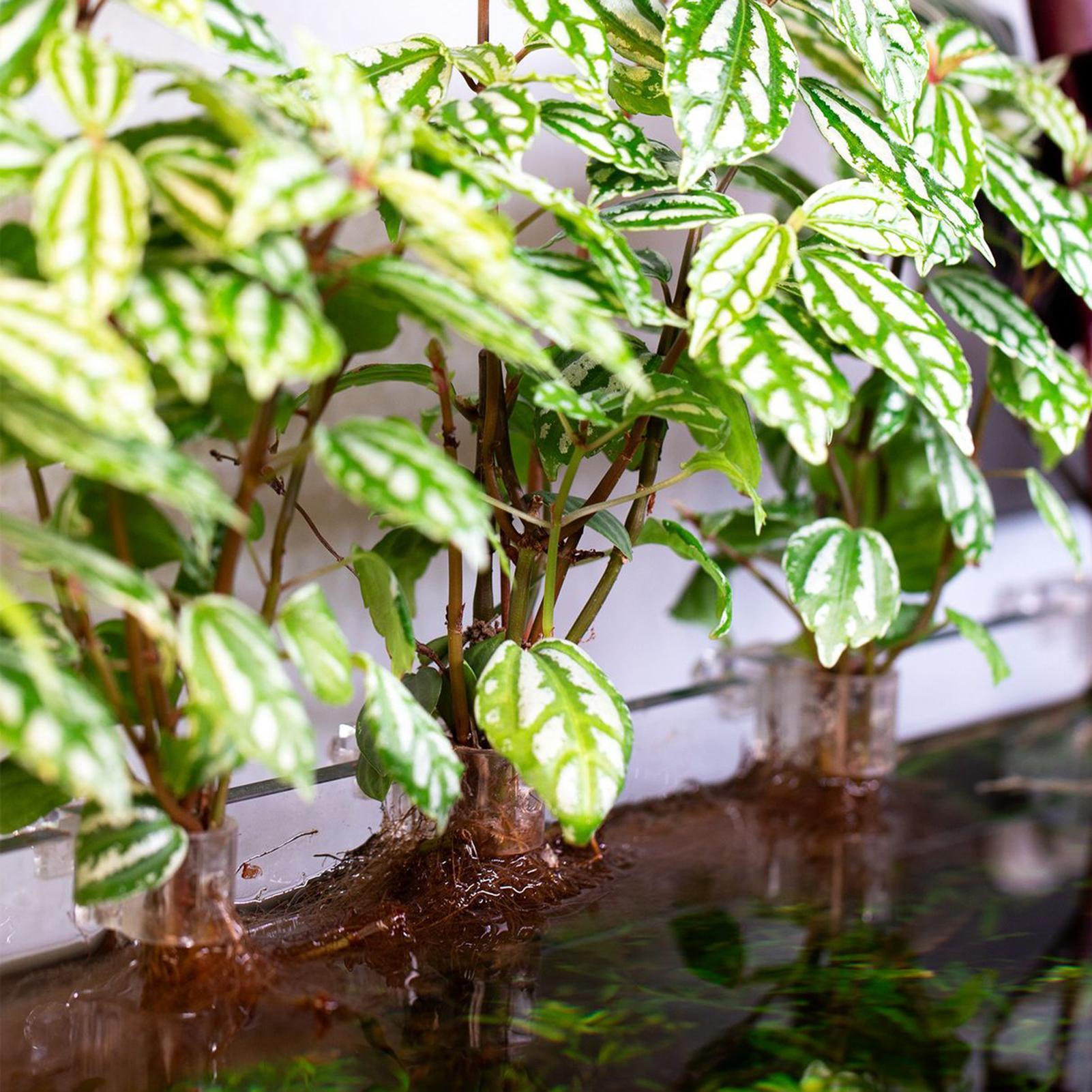 Fish Tank Plant Holder 6 Piece - Aquarium Plant Diseases recensie en prijs