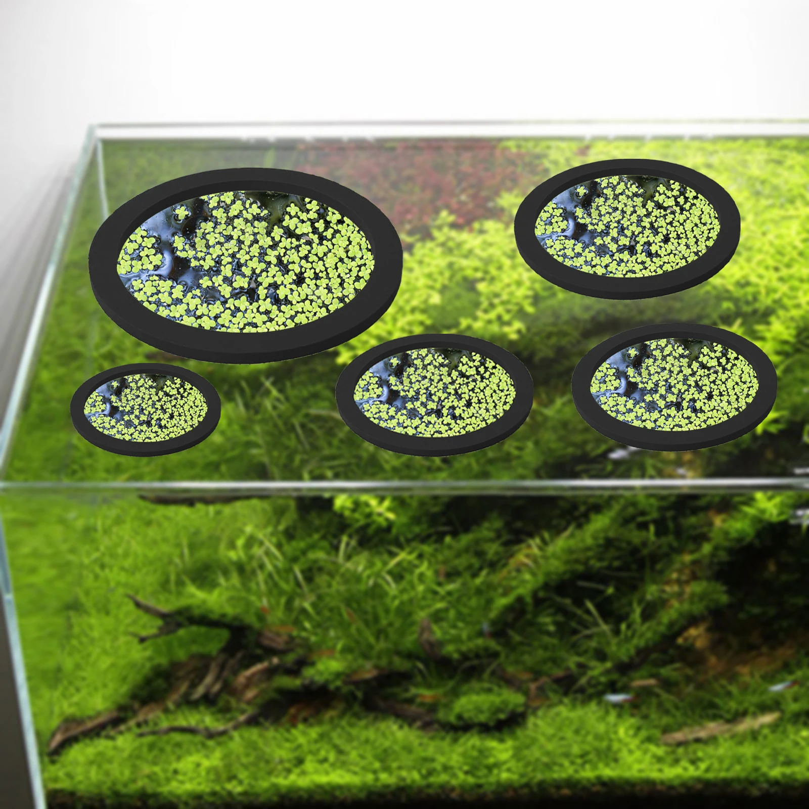 5Pcs EVA Fish Feeding Ring Aqu - Aquarium Plant Original recensie en prijs