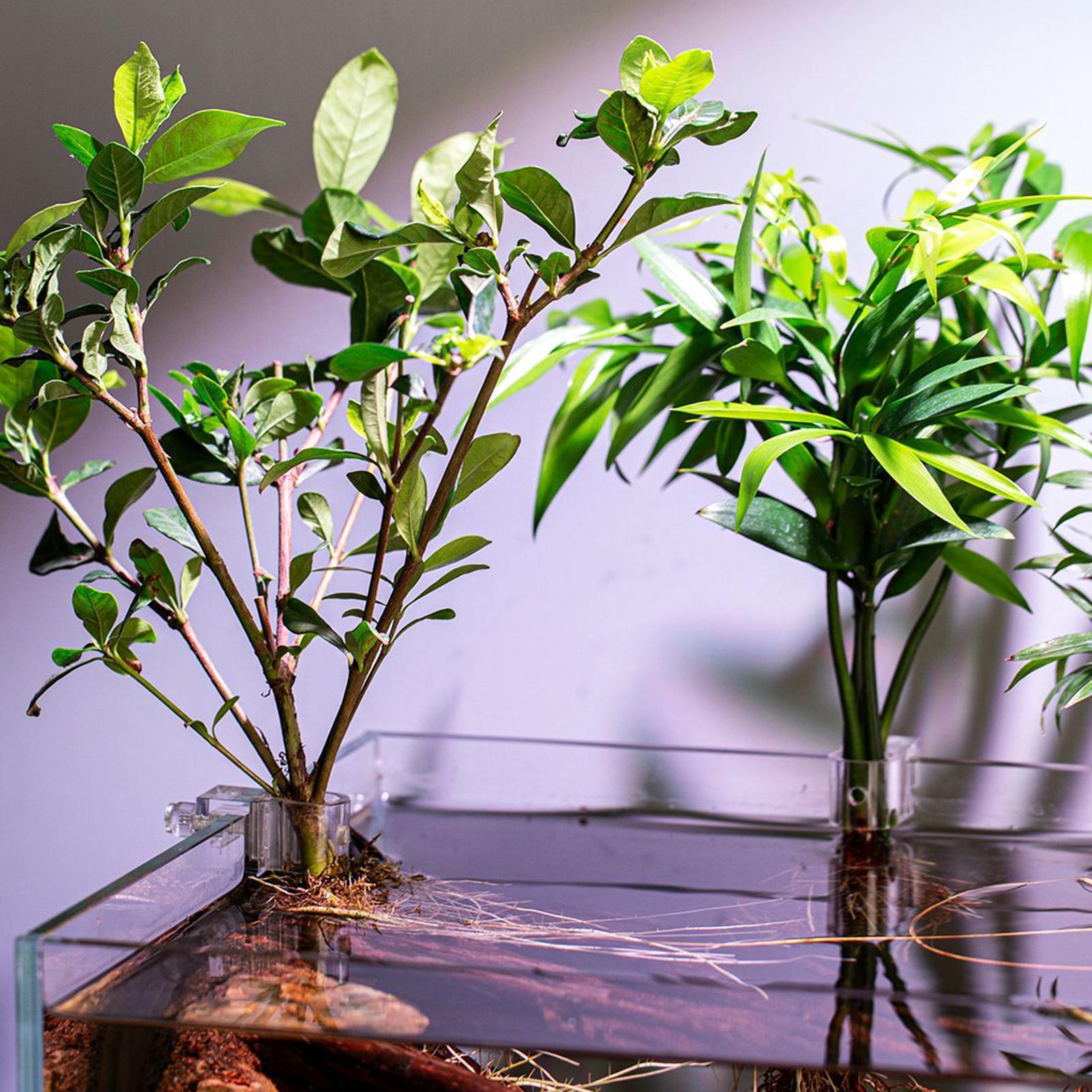 Plant Holder For Aquarium 6 Pi - Aquarium Plant Diseases recensie en prijs